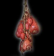 handmade ceramic abstract gourds on ristra