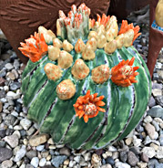 barrel cactus with buds